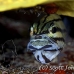 cardinalfish_fiveline_gma_si_h_0274_egy1360.jpg